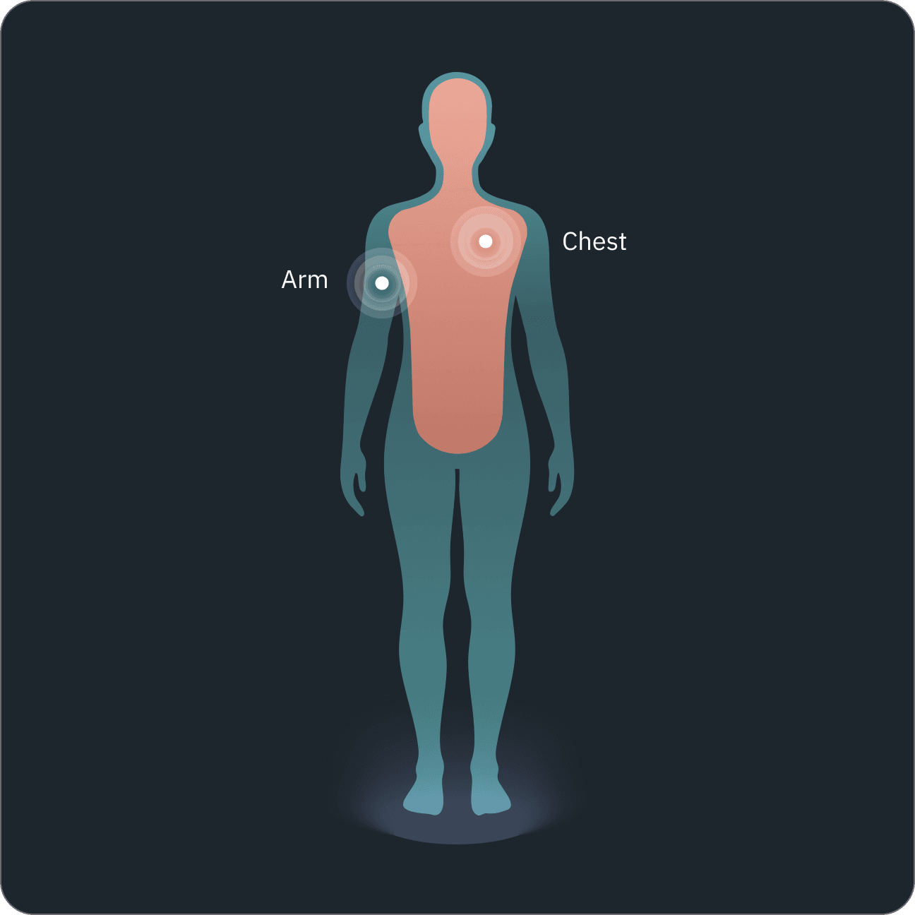 Thermal rhythm diagram showing circadian heat flow patterns