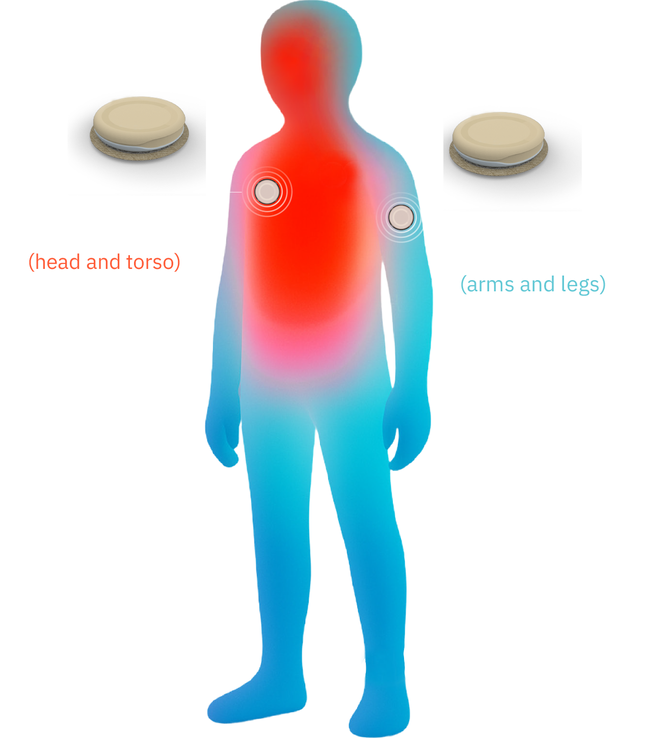 Dual-wearable heat zone visualization showing core and limb thermal patterns